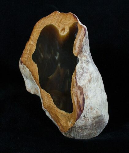 Free Standing Petrified Wood - Rogers Mountain, Oregon #3201